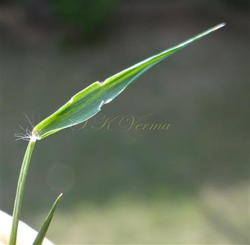  Leaf